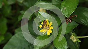 Overhead view of a common bush hopper butterfly on top of a yellow tick seed flower