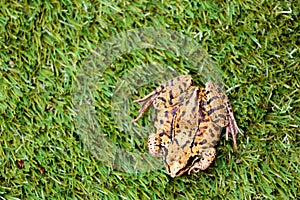 Overhead View of Common Frog on Grass