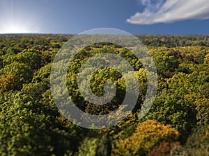 Overhead view of dense forest