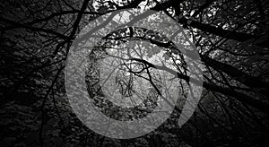 Overhead View of a Dense Forest Canopy in Black and White