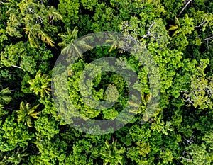 Overhead View of Dense Tropical Green Forest Canopy in Natural Light