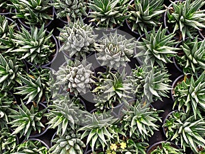 Echeveria elegans cactus in their pots. Mirada cenital de varios cactus en sus macetas photo