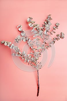 Overhead view of eucalyptus branch on coral pink background