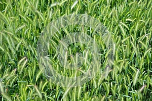 Overhead View of a Field of Hordeum Murinum, Wall Barley