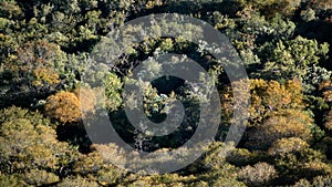 Overhead view of a forest