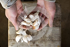 Overhead View of Fresh Garlic Cloves on Hands and Wooden Board