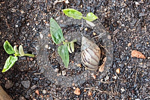 Overhead view of garden snail is threat to germinated vegetable sprout. It will eat up the shoots.