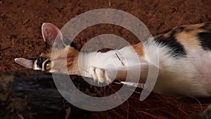 Overhead view of a group of barn cats having fun and hugging a palm leaf