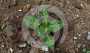 Overhead view of a growing small chilli plant