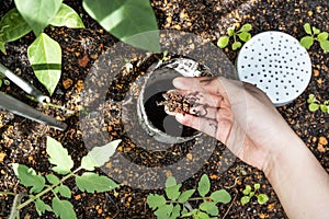 Overhead view on hand feeding red wrigglers earthworms into worm tower for vermicomposting