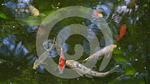 Overhead view of koi carps swimming in pond