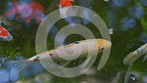 Overhead view of koi carps swimming in pond