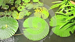 Overhead view of lily pads and vegetation in Asian pondin Asia