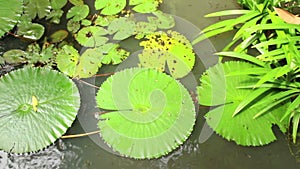 Overhead view of lily pads and vegetation in Asian pondin Asia