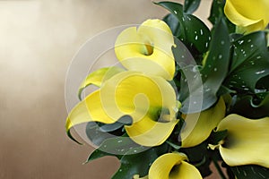 Overhead View of Lovely Yellow Calla Lilies