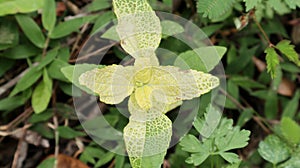 Overhead view of a mutated small yellow and green color wild plant