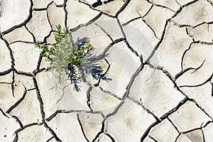 Overhead view of the patterns of a cracked dry grey earth with a single plant