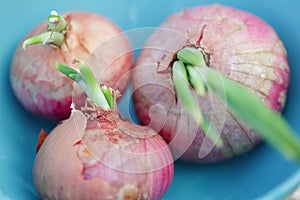 Overhead view of Pink onions in blue plate