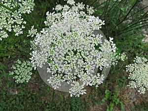 Queen Anne's Lace Umbral with Beetle photo