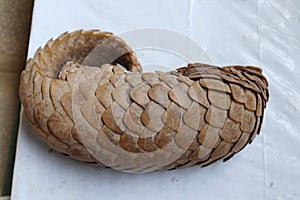 Overhead view of scales texture of a rare dead Indian pangolins body photo