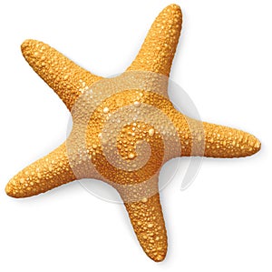 Overhead view of a sea starfish