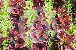 Alternating rows of red leaf and green leaf lettuce in the garden.