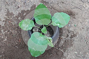 Overhead view of a small plant of an Eggplant growing in an old cooking clay pot