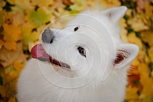 An overhead view of a snow white purebred Samoyed Spitz smiling with his head up. Close up of a dog`s muzzle with a pink