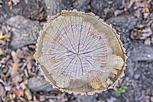 Overhead View Of Tree Stump In The Forest Environment - Nature.