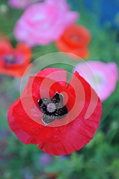 An overhead view of a Turkish poppy.