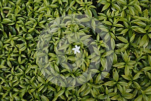 Overhead view of a white five petaled flower blooming on a mini crape jasmine plant, with yellowish leaves