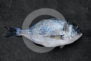 Overhead view of whole fresh raw gilt head bream