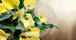 Overhead View of Yellow Calla Lilies