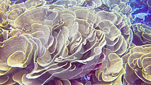 Overhead view of yellow scroll coral at rainbow reef in fiji