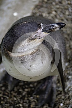 Overhead viewpont of Penguin