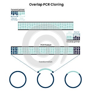 Overlap Polymerase Chain Reaction PCR Cloning vector graphic