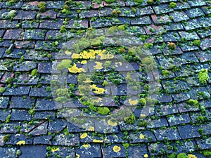 Overlapping dark terracotta roof tiles covered in green moss and algae