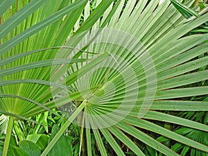 Overlapping Tropical Palm Leaves