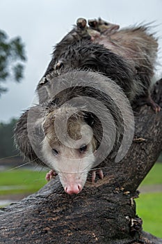 Overloaded Opossum Didelphimorphia on Log Summer