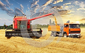 Overloading the grain from the combine into a car in the field