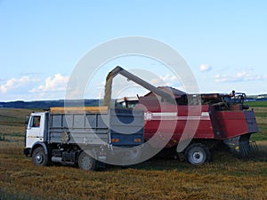 Overloading the grain from the combine into a car in the field, modern claas combine harvester cutting crops