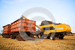 Overloading grain from the combine harvesters into a grain truck in the field. Harvester unloder pouring just harvested