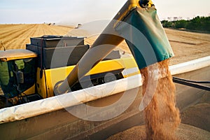Overloading grain from the combine harvesters into a grain truck in the field. Harvester unloder pouring just harvested