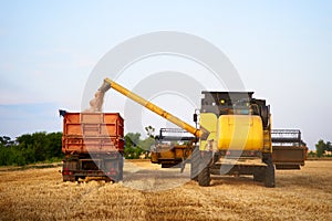 Overloading grain from the combine harvesters into a grain truck in the field. Harvester unloder pouring just harvested