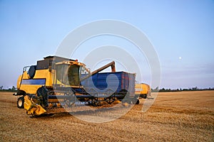 Overloading grain from the combine harvesters into a grain truck in the field. Harvester unloder pouring just harvested