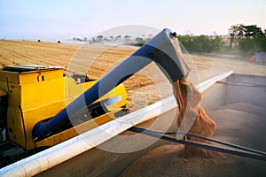 Overloading grain from the combine harvesters into a grain truck in the field. Harvester unloder pouring just harvested