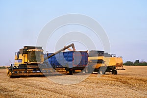 Overloading grain from the combine harvesters into a grain truck in the field. Harvester unloder pouring just harvested