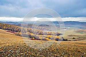 Overlook birch forest