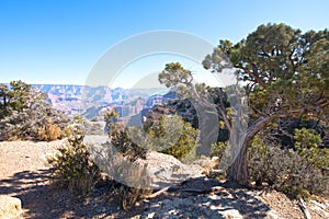 Overlook Interesting Tree Grand Canyon National Park