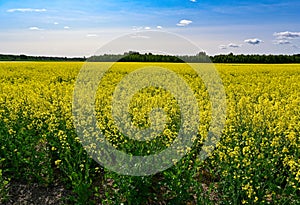 Overlooking colofful yellow canola filed Kumla Sweden